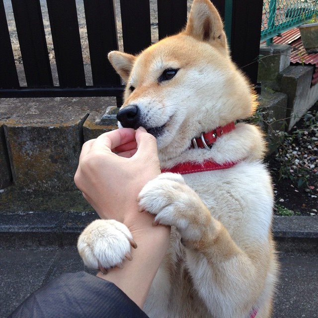 维也纳雪夜横扫斗牛士,萨内灵魂附体的奥地利奇迹