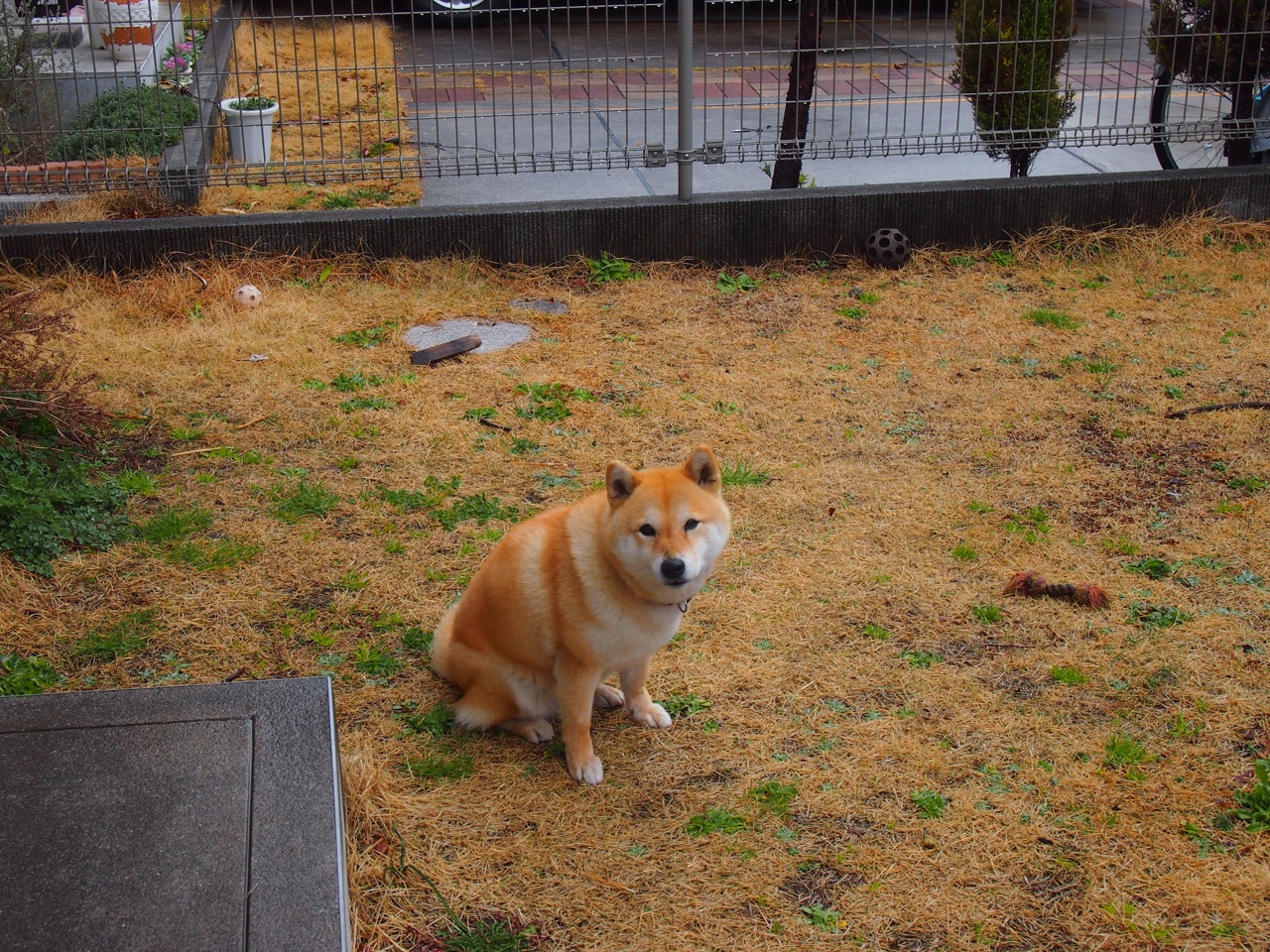 19岁队长扛起整支球队，贝林厄姆的多特蒙德正在定义新一代足球