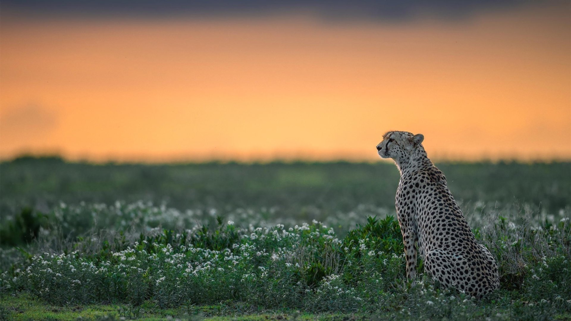 压哨绝杀！莱比锡红牛奇迹夜击沉银河战舰，无名英雄布雷默一剑封喉