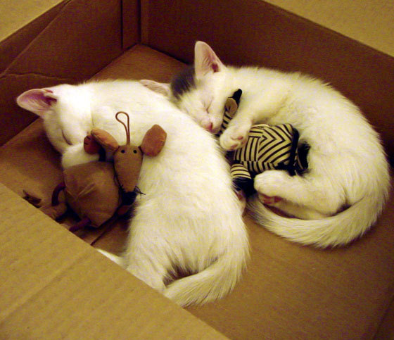 一场隔空的关键球暗战,当恩比德37+13撞上莫兰特绝命五分钟