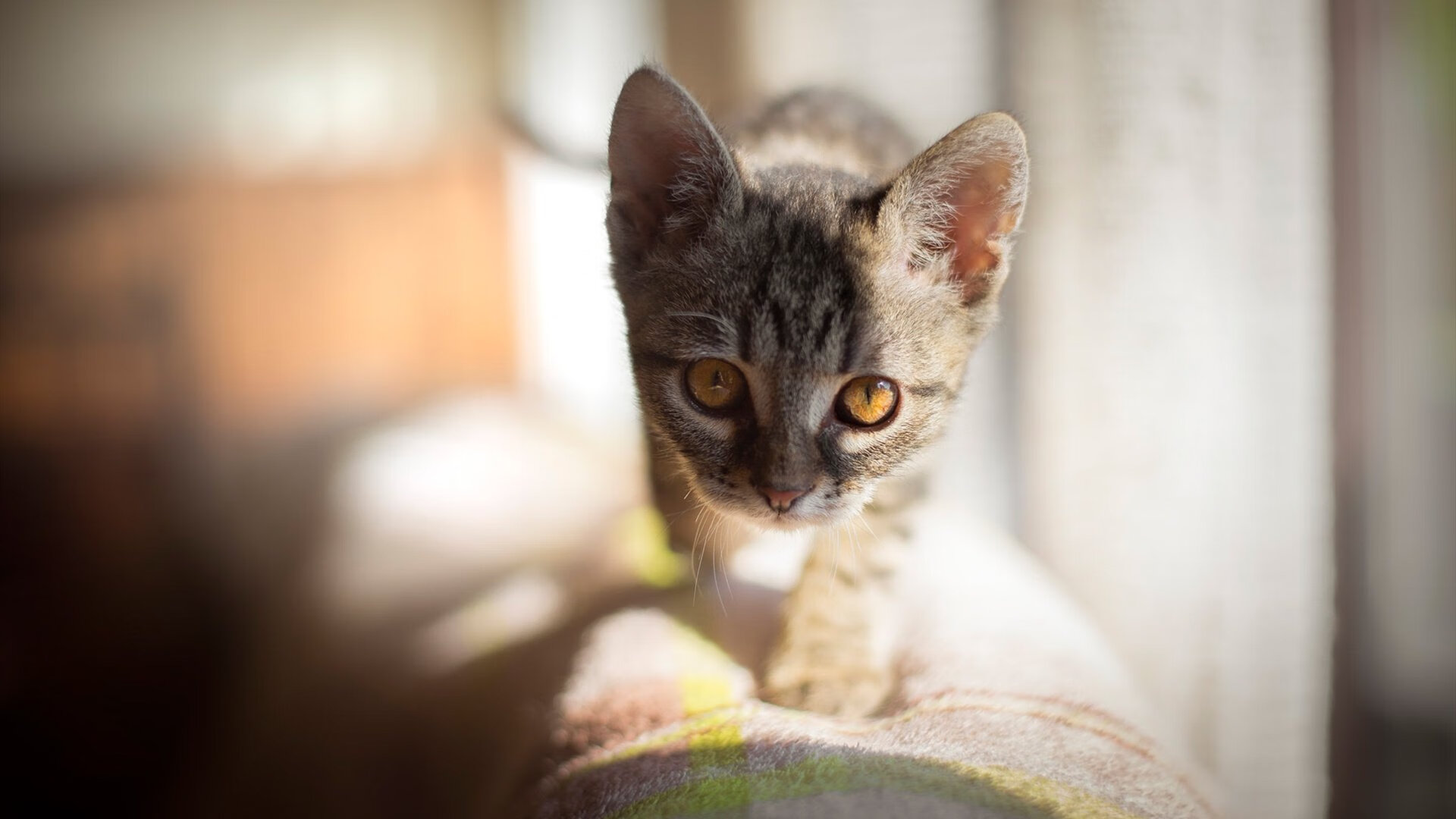 布伦森单核驱动横扫骑士！纽约新王如何撕碎克利夫兰防线？