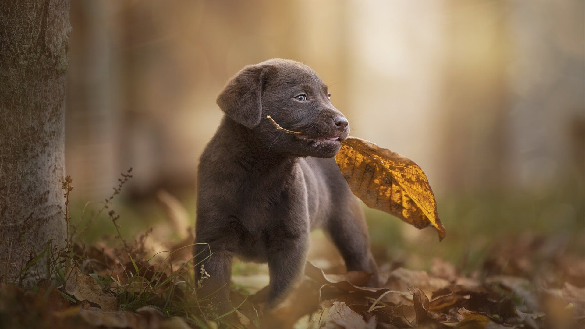 摩洛哥赛道上的加时绝杀，F1年度争冠战如何演绎利物浦式坚韧