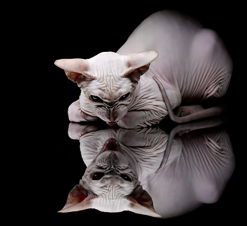 金球向左，天勾向右，一个平行宇宙的终极交汇