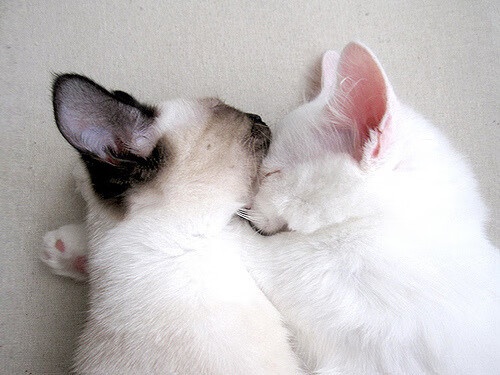 古典乐谱击败爵士乐，解析爵士如何用体系篮球绞杀尼克斯