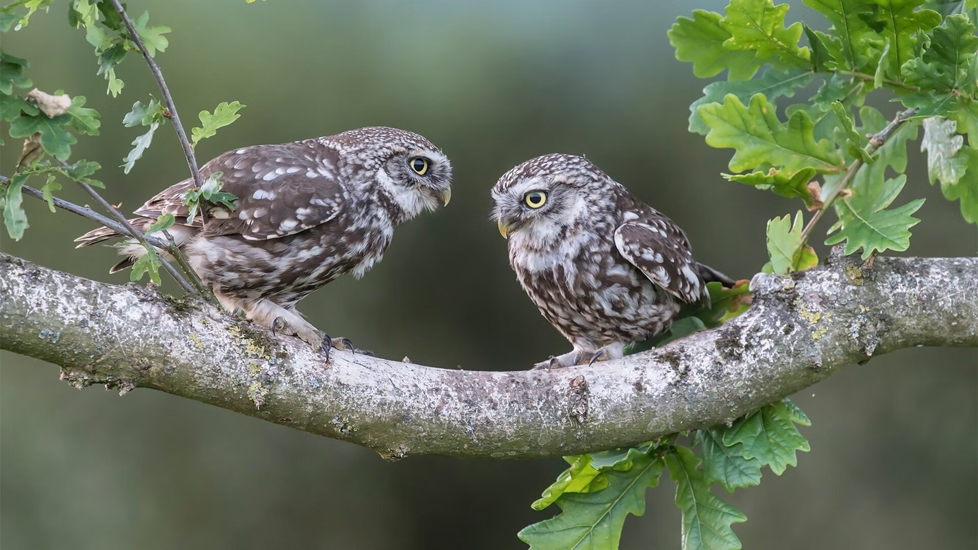 孤星耀世，2026世界杯八分之一决赛，C罗绝唱中捷克铁骑碾碎沙特，葡萄牙传奇独步天下